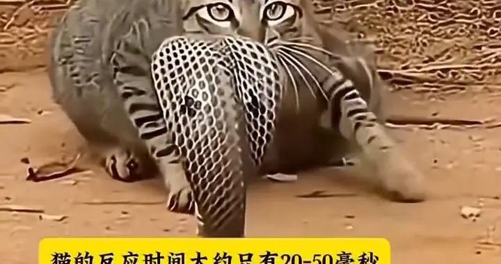 猫🐱克制蛇🐍：猫咪与蛇的惊险时刻！