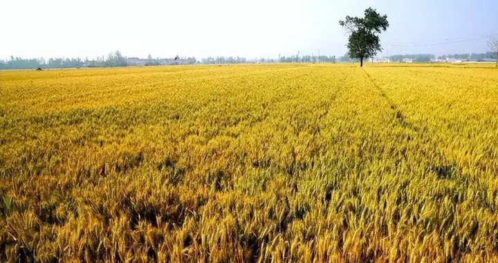 人人羡慕的北美大平原只是纸面数据“无敌”，并不比中国强太多