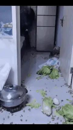 毛孩子薯条：女子从冰箱里把满冰箱的绿色蔬