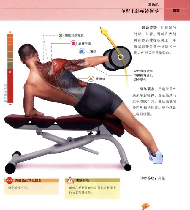 健身房的肱二头和肩部训练