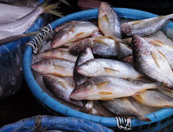 浑身都是“寄生虫”的4种鱼，卖鱼老板自己从来不吃，白送也别要