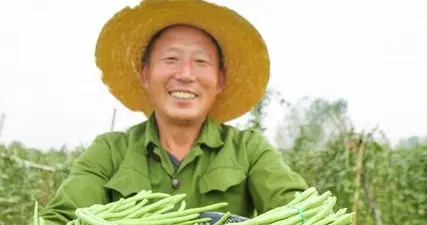 豆角只长叶子不结荚？加点这种“增产水”，一串串挂满架