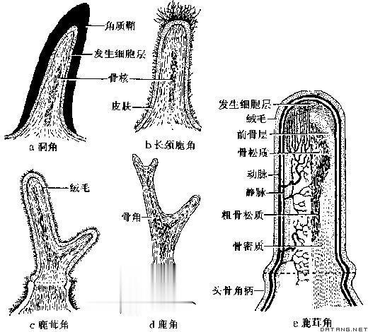 独角鲸的角又尖又硬，为什么不能作为武器？