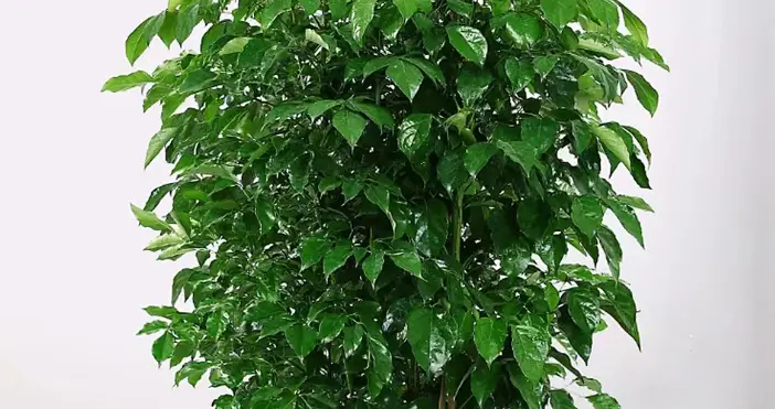 秋天养幸福树，牢记3件事，长得枝繁叶茂绿油油！