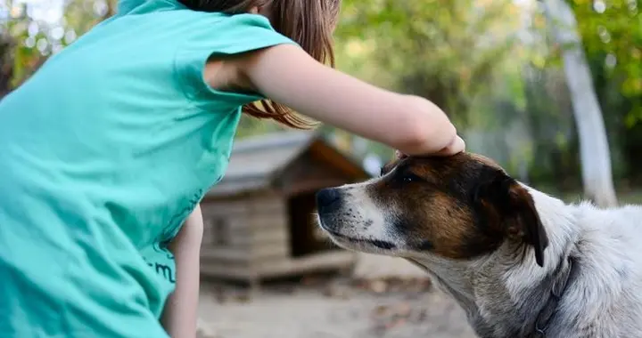 狗子也会得自闭症？宠物神经奥秘被揭开，人和动物能跨物种交流？