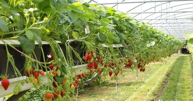 草莓种植“黄金法则”：水肥-花果-病虫一体化管理技术