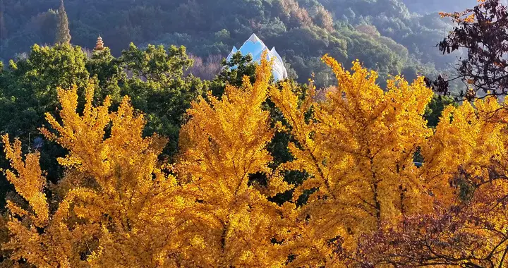 九品宝莲，在脚跟底，不念弥陀，孤负自己