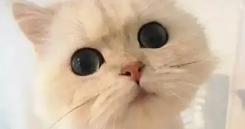 最不要命的云台名将，凭啥能成为东汉初年隐身的宰辅重臣？