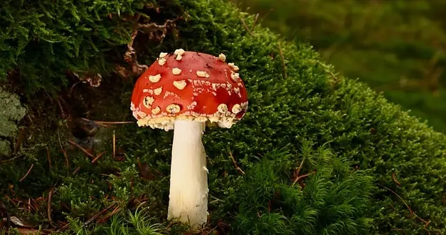 从蓝海到大爆款：一位成熟卖家的亚马逊进阶路线图