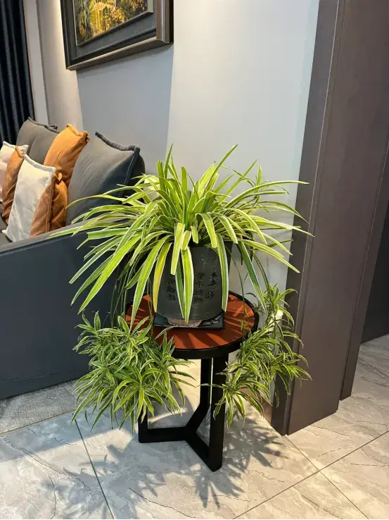 养花十多年，从没被抛弃的6种花，不仅漂亮，还健康吉祥！