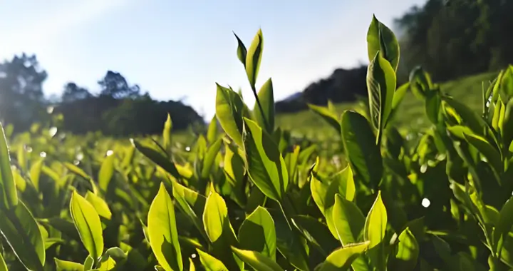 小茶企的未来