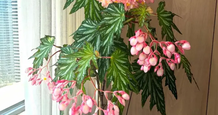 浇不死的五种花，冬天越浇水长得越旺盛，别再偷懒了！