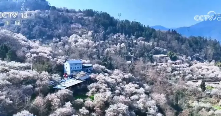 又是一年赏花季 邂逅春日浪漫 “赏花+”为农文旅消费“增香添彩”