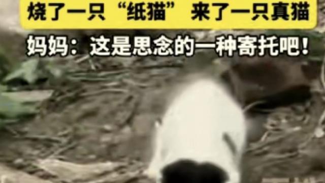 苏柒文章：科学解释不清了！安徽，13岁男