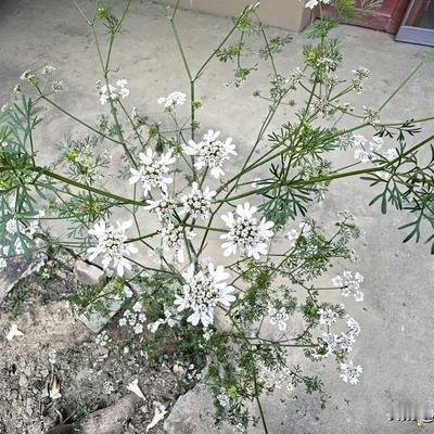 浪漫人生：四月是我家乡最美的季节，各种各