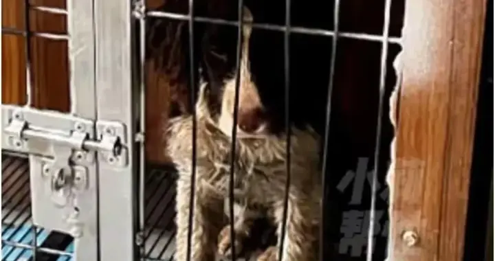 祸从天降！女子家中被狗咬，3天后犬身亡，确诊狂犬，多方介入