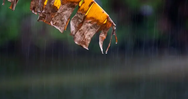 明日九月初二，老人说最怕“九月初二一日雨”，有啥预兆呢？