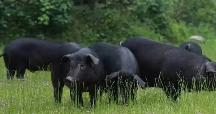 为什么现在的猪肉不香了？