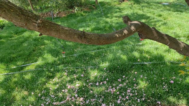 儒雅旭日东山：，到底一斤