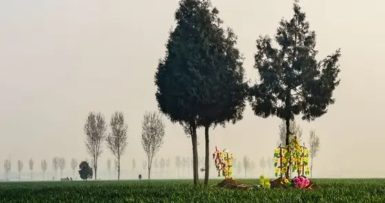 今年清明不一般，60年一遇，上坟“四人不去，三人宜去”指哪些人