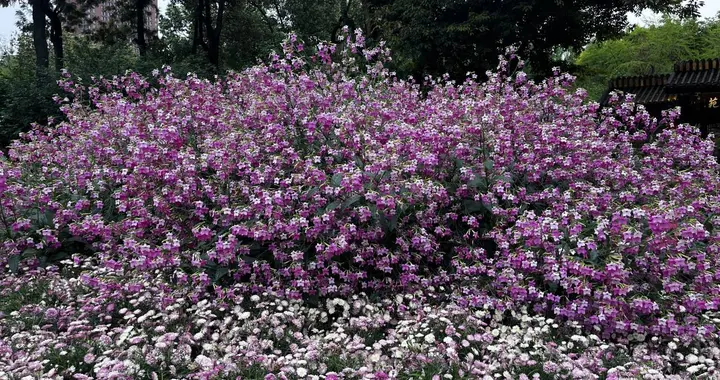 去了一趟成都人民公园，再想想我们泸州的公园，一种惋惜油然而生