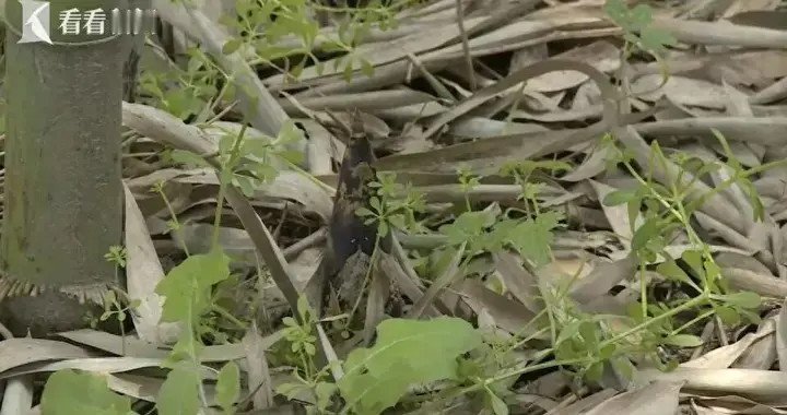 男子偷挖竹笋，鼻腔不慎被戳穿！起诉景区索赔3.6万元……