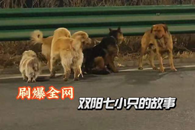 双阳七小只的催泪故事，难道不是双阳文旅的泼天富贵吗？