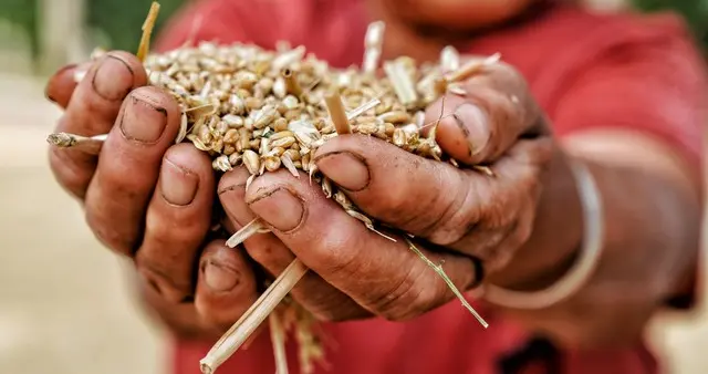 雨水·汗水·价格缩水下种粮农民的心酸苦水