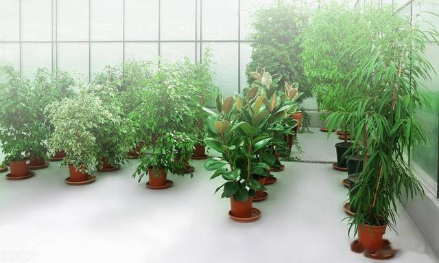 新家植韵：中大型植物精选与布置指南