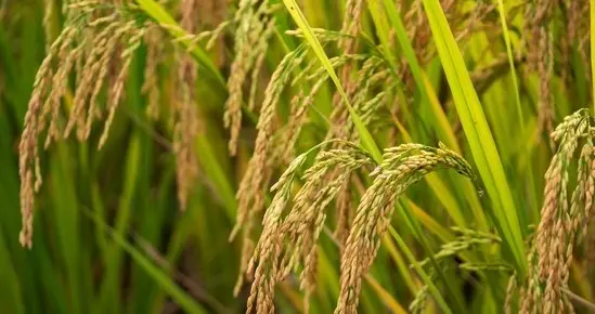 “荃泰优1606”你期待的长米粒籼型三系杂交水稻好品种，放心种