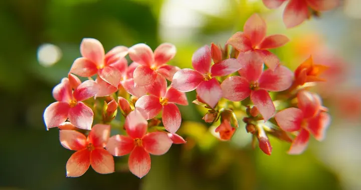 给长寿花催花，避开这4个“坑”，2个月开满盆！