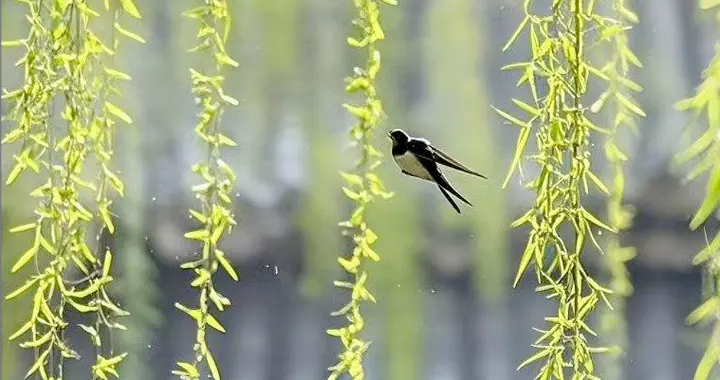 韩翃|传奇名篇《寒食》的作者，又绝不仅仅《寒食》的作者