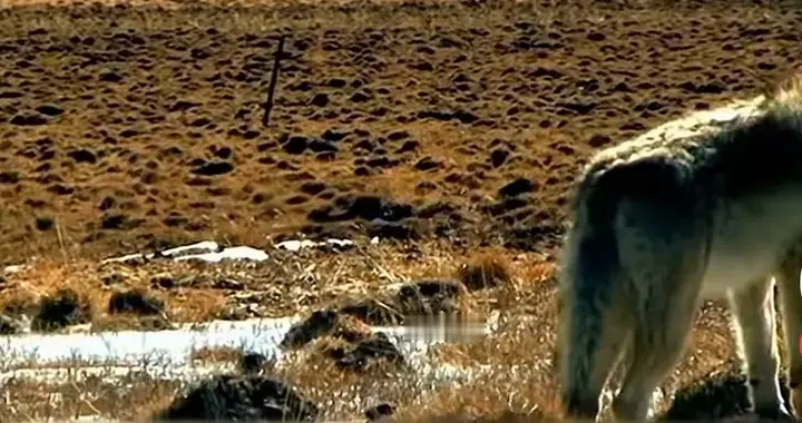 惊！《重返狼群》作者曾被拖欠641万巨额版税！