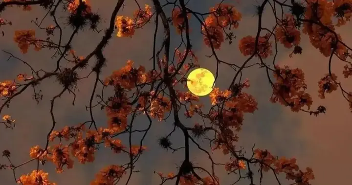 句句不提中秋，句句都是中秋，分享15句中秋祝福语，温暖有力量