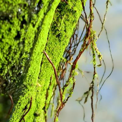 凡的光影世界：林间静到能听见花开啦，这种