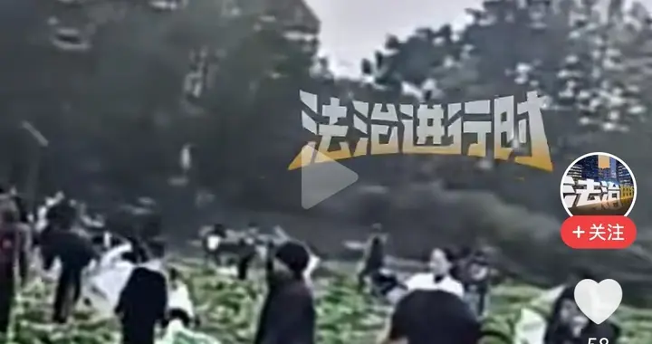 一条“白菜免费”短视频，致菜农200亩白菜遭哄抢，损失惨重