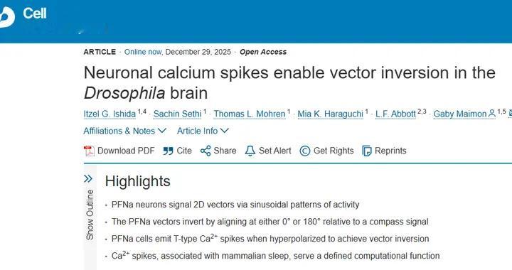 Cell | 大脑如何用“钙波”实现向量反转？