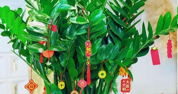 5月养金钱树，这3个禁忌碰不得！一不留神就烂根，新手必避坑