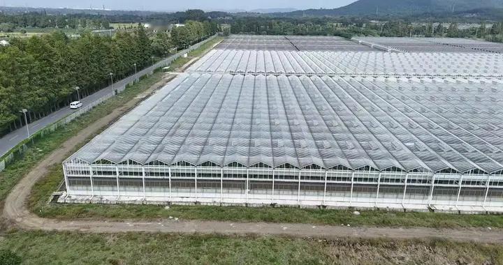 投资建设玻璃温室大棚种番茄这项目靠谱吗？能赚到钱吗？