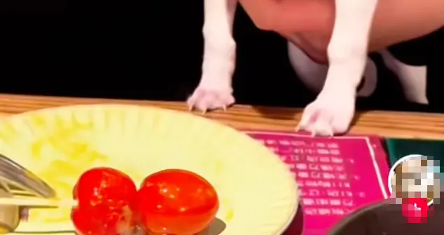 又一起！无锡狗舔盘子后续，狗主人账号私密，商家回应全网点赞