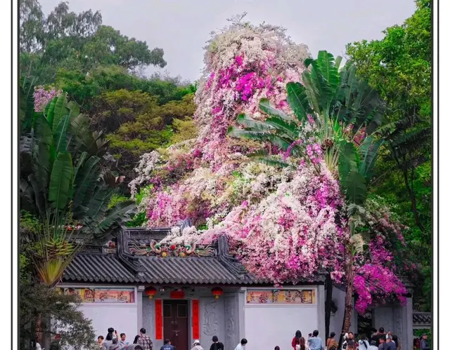 三角梅开成花海，太美了
