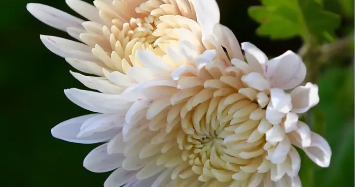 第四届家庭菊展胜利闭幕