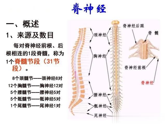 脊神经