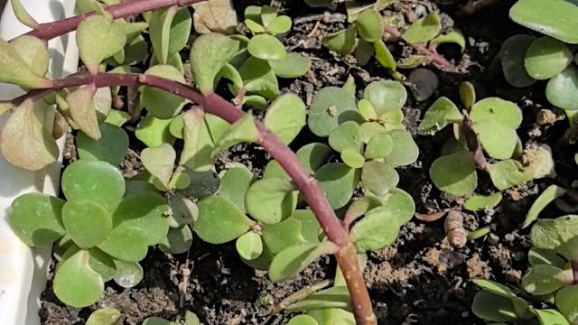 可爱灵灵：渣男养小三，不过是一场稳赔不赚