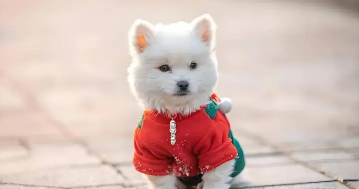 2026实测甄选｜宠物空气净化器十大高口碑排名出炉，哪个牌子好？