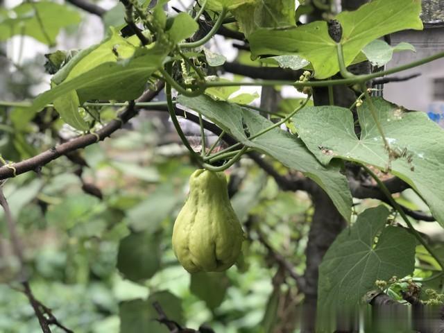 春分到清明种什么菜？这8种必种蔬菜，少管理不招虫，高产吃不完