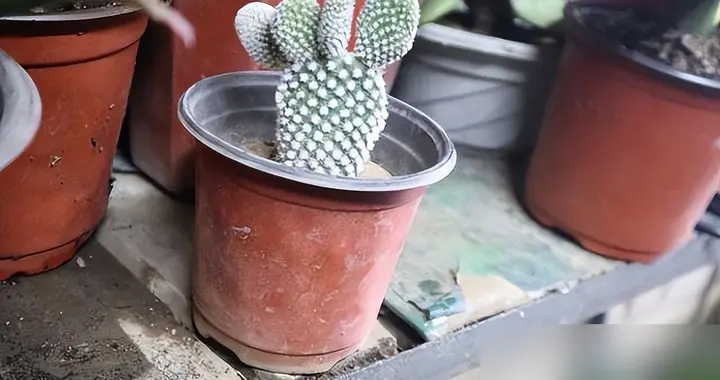 这“3种花”一旦开花,证明"喜事临门",是"好兆头"的表现