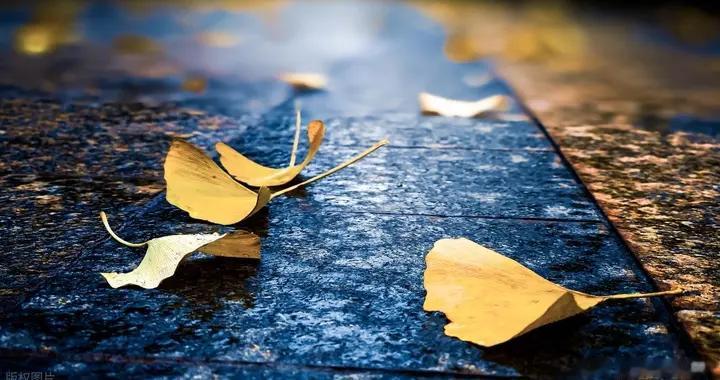 静美黄叶古诗三首：黄叶落不尽，苍苔随雨生