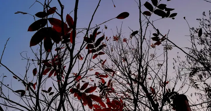 10股变52股！扩增520%的背后，原来只是上市公司的“数字游戏”？