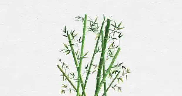 像竹子那样生活：在风雨中学会“韧性生长”